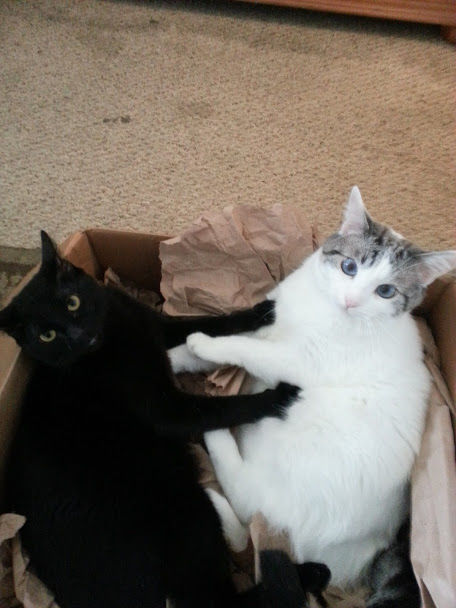 Cat & Curry